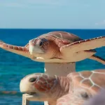 Casa Coral 2